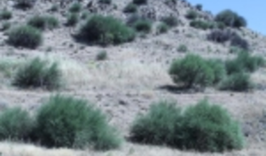 قم/بادام کوهی؛ سرمایه اقتصادی نهفته در مراتع