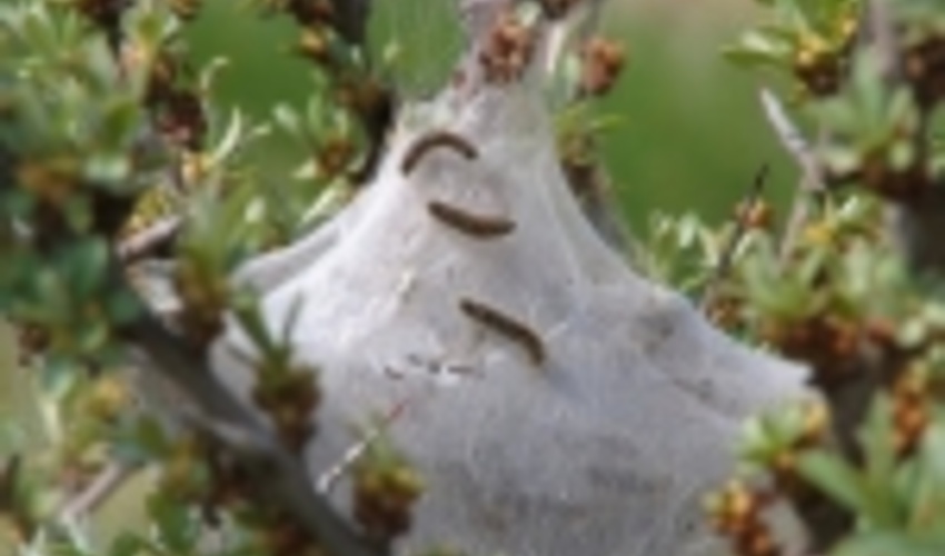 آذربایجان شرقی/اجرای مرحله دوم مبارزه با آفت پروانه دم قهوای در جنگل‌های ارسباران در مهرماه