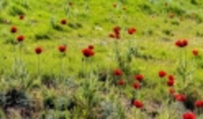 ایران زیباست؛ دشت شقایق‌های «رینه»