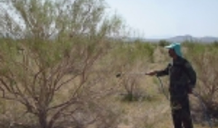 کانون های آفت ملخ در عرصه‌های منابع طبیعی سبزوار پاکسازی شد