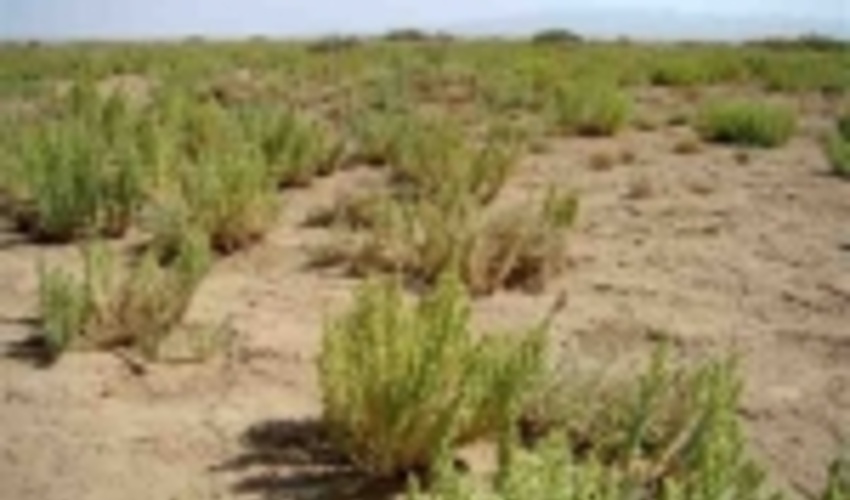 احیای۱۰ هزار هکتار عرصه بیابانی در خراسان شمالی/ایجاد ۱۳۰ فرصت اشتغال با اجرای ترسیب کربن