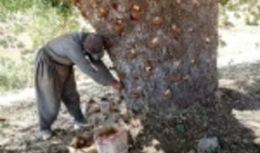 برداشت بدون مجوز سقز در کرمانشاه ممنوع است