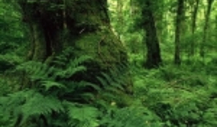 اجرای طرح مدیریت پایدار هیرکانی در ۲۹ حوزه آبخیز جنگلی گیلان