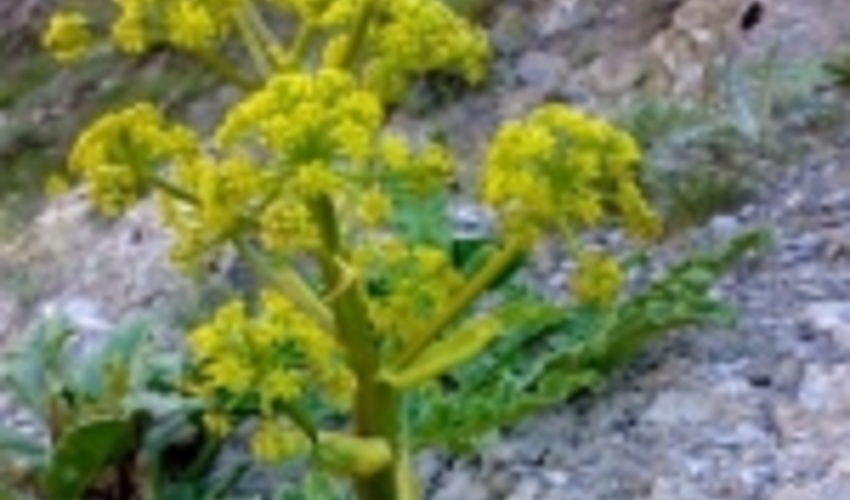 ممنوعیت برداشت آنغوزه از مراتع جنوب کرمان