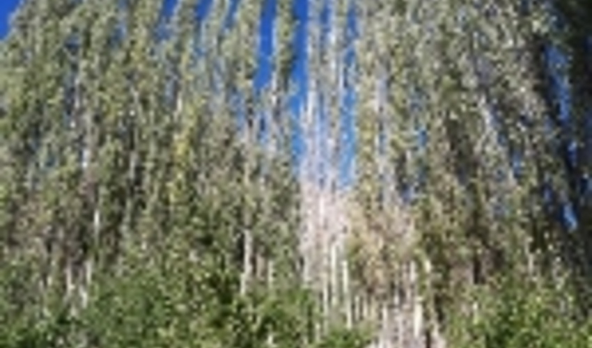   اختصاص بسته‌های حمایتی برای زارعین چوب  