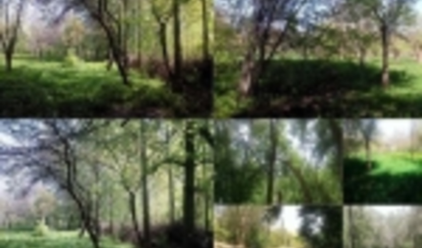 جنگل‌‌های طبیعی استان زنجان هیچ گونه مجوز بهره‌برداری ندارند 