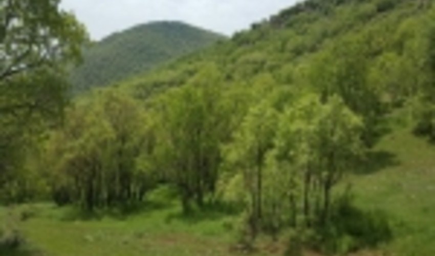 جنگلکاری اقتصادی با مشارکت مردم طراحی و اجرا می شود