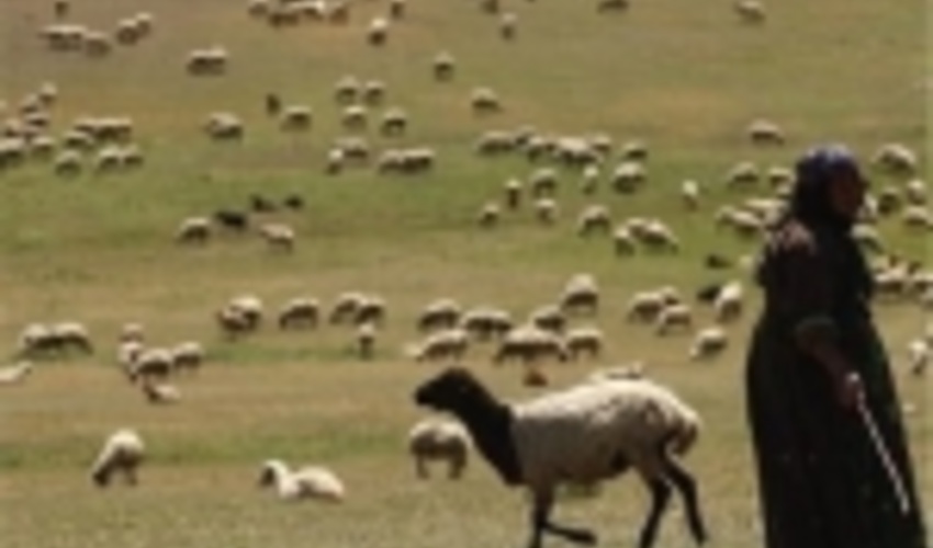 خراسان رضوی/رابطه دام و مرتع؛ تعادلی یا تخریبی؛ چرای بیش از حد فقر می‌آورد 