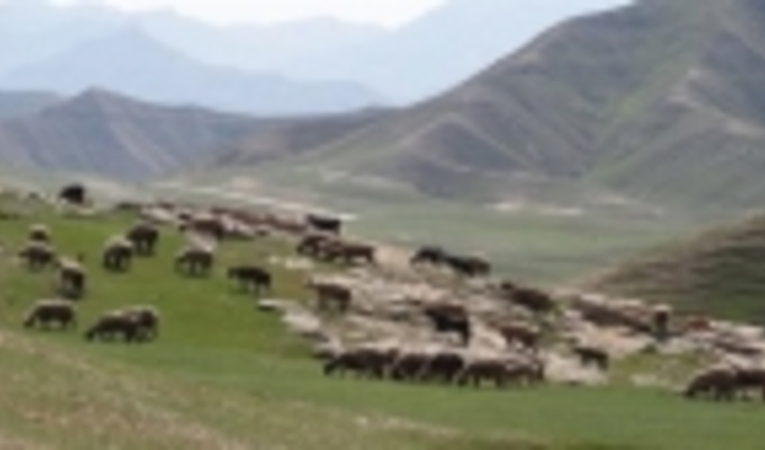 ۲۳۶۰ هکتار کپه کاری و بذرپاشی در استان سمنان انجام شد