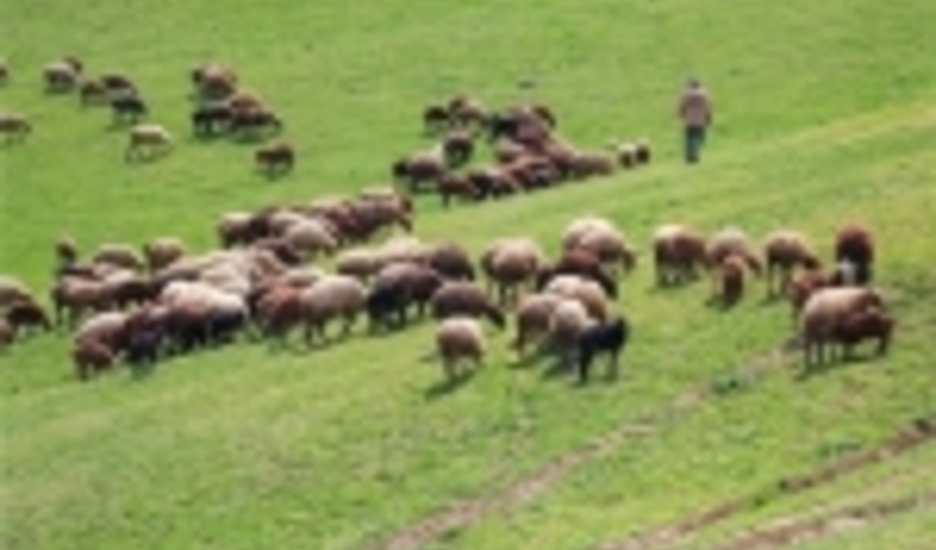 احیا مراتع زنجان به همت دامداران 