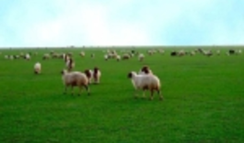 تولید 12 میلیون تن علوفه در مراتع کشور/ صدور پروانه چرای دام برای 951 هزار بهره بردار