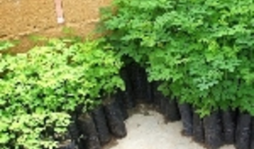 تولید سه هزار اصله نهال درخت مورینگا برای نخستین بار در لارستان