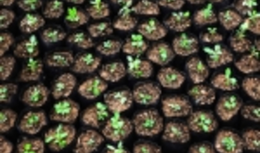  ‍ سالانه 12 میلیون اصله نهال در استان ایلام تولید می شود