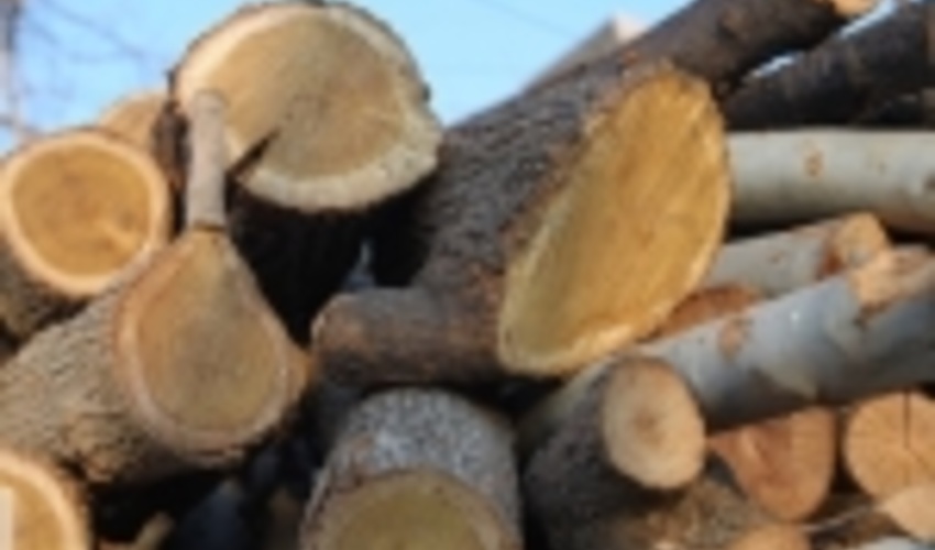 زراعت چوب ظرفیت مطلوب برای رونق تولید و اشتغال در بروجرد 