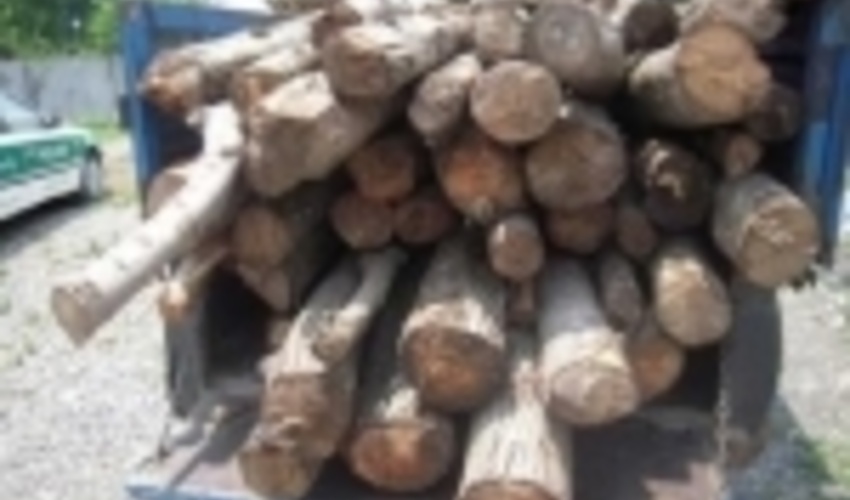 یک و نیم تن چوب قاچاق در جنوب غرب پایتخت کشف شد