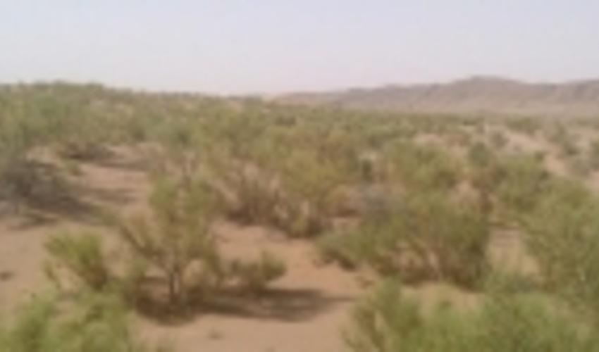 ۳۶۰۰ هکتار بیابان‌زدایی در بردسکن با مشارکت مردم