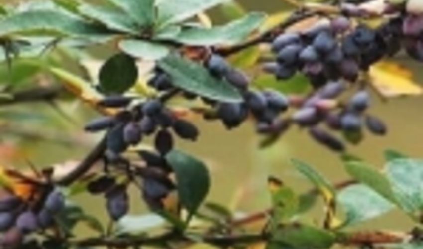 هجوم سودجویان به مناطق کوهستانی خراسان شمالی برای برداشت زرشک کوهی