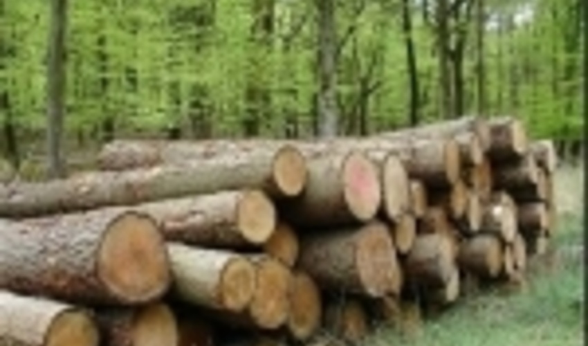 زراعت چوب در 1360 هکتار از اراضی ملی چهارمحال و بختیاری