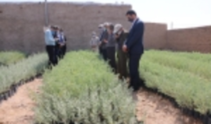 بازدید مدیر کل دفتر امور بیابان سازمان جنگل‌ها از اقدامات طرح ترسیب کربن خراسان شمالی 