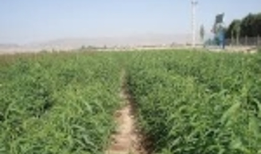 تولید نهال توت برای نخستین بار در کشور از طریق بذر در نهالستان اراک 