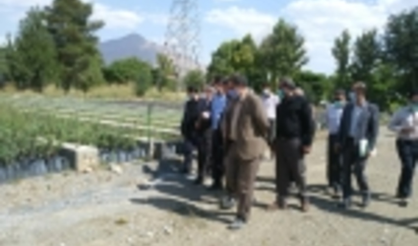 معاون وزیر جهاد کشاورزی: ۳۰ هزار هکتار زراعت چوب در دست اجرا است