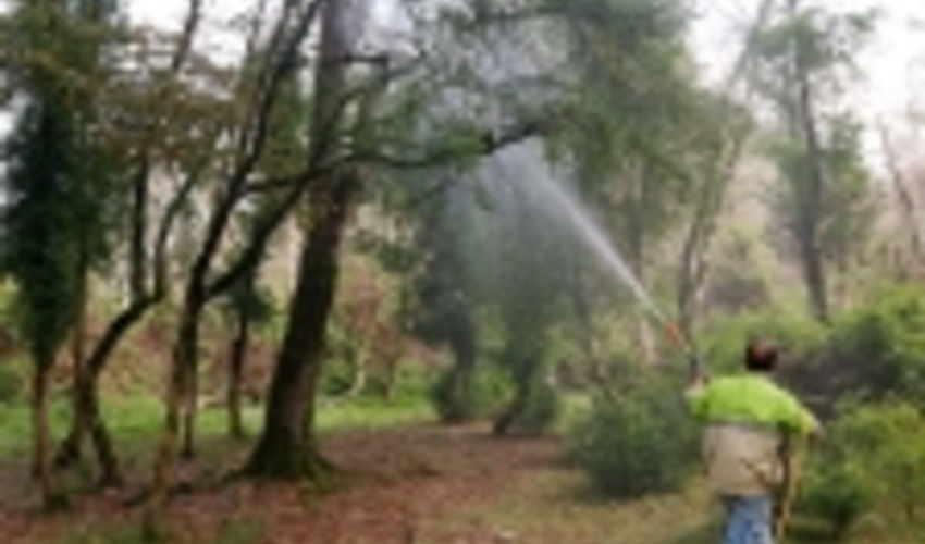 84 هكتار از عرصه هاي شمشاد در غرب مازندران محلول پاشي شد