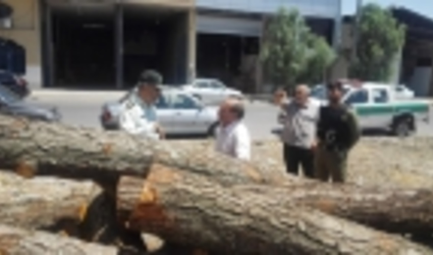 قم/ کشف 79 اصله درخت جنگلی و بیابانی قاچاق از ابتدای سال تا به امروز