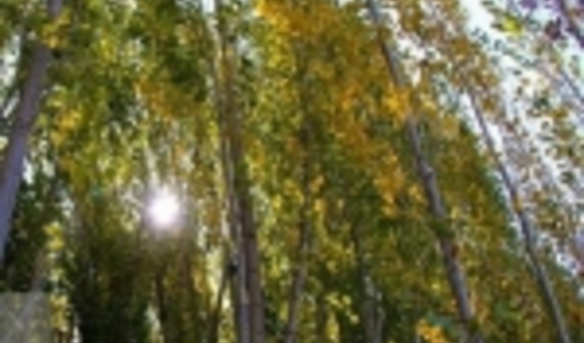 صنوبرکاری در ۲۵۰۰ هکتار از اراضی ملی گیلان