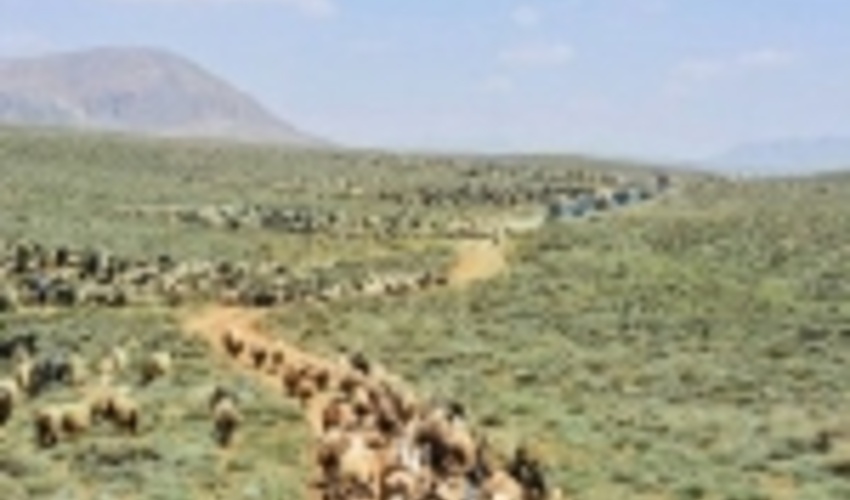 تهران/ اخراج 20 هزار رأس دام غیر مجاز از مراتع ییلاقی لار
