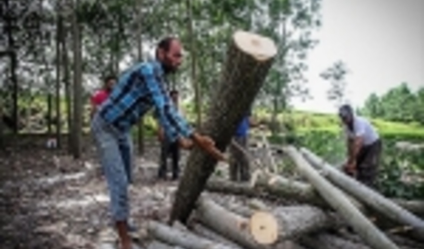 آغاز برداشت زراعت چوب در ۴ شهرستان/ روشی برای کاهش فشار بر هیرکانی