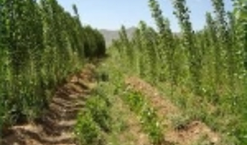 استقبال فعالان صنایع چوب کشور برای سرمایه گذاری در حوزه زراعت چوب