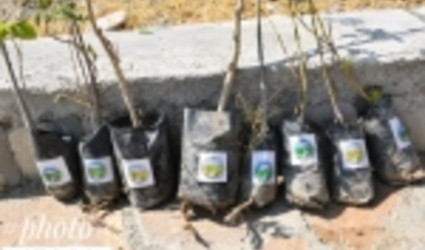 کرمانشاه /گردشگران هم به نام زندگی نهال می کارند