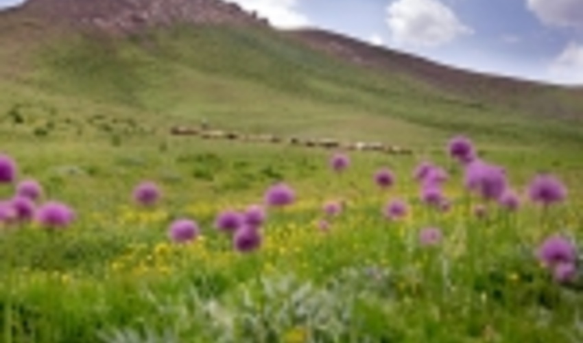 ۲۸۵ هزار هکتار عرصه‌های منابع ملی گنبدکاووس سند مالکیت دولتی دارند