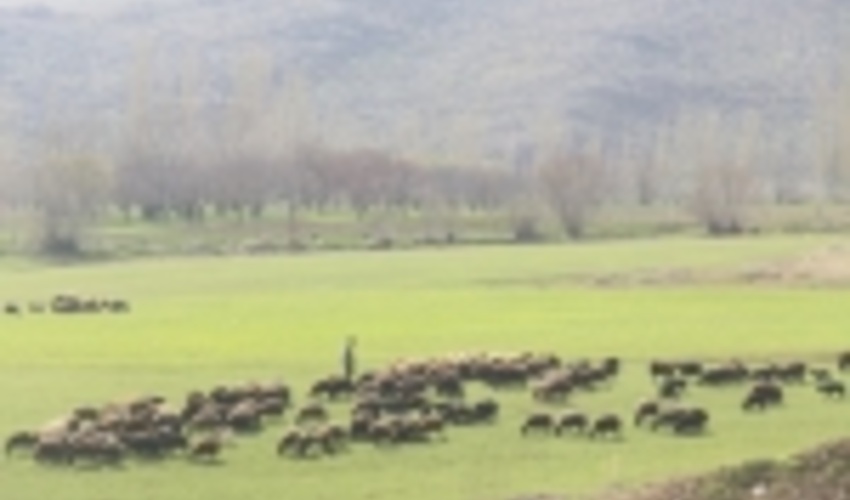 ۱۷ طرح مرتعداری در ۵۱ هزار هکتار از مراتع خراسان شمالی اجرا شد