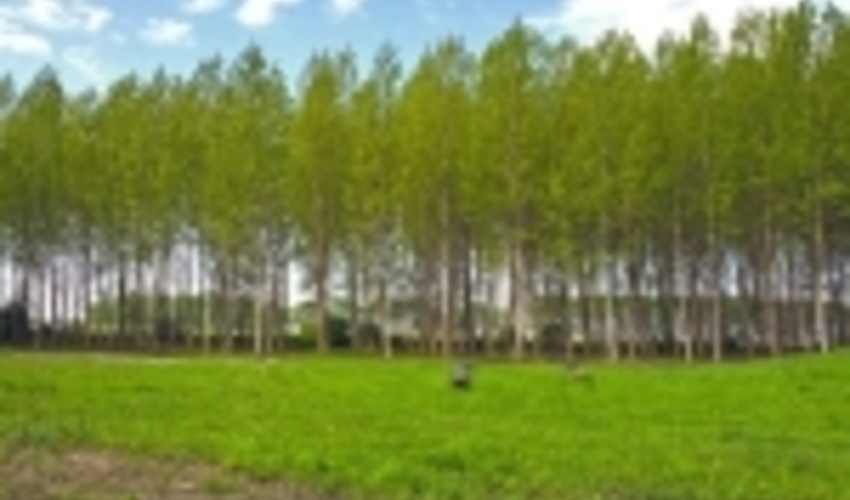 اجرای طرح زراعت چوب در ۶۶۰۰ هکتار از اراضی ملی گیلان؛