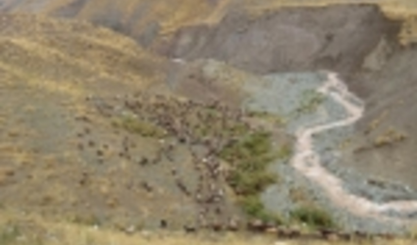 اخراج بیش از 6 هزار واحد دام غیرمجاز از مراتع آزادبر شهرستان کرج