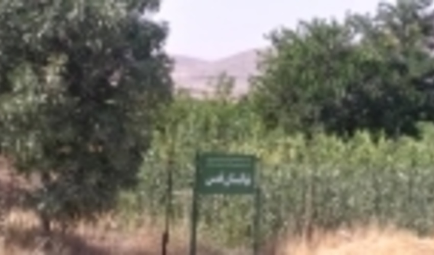 افزایش 550 هکتاری زراعت چوب در استان همدان