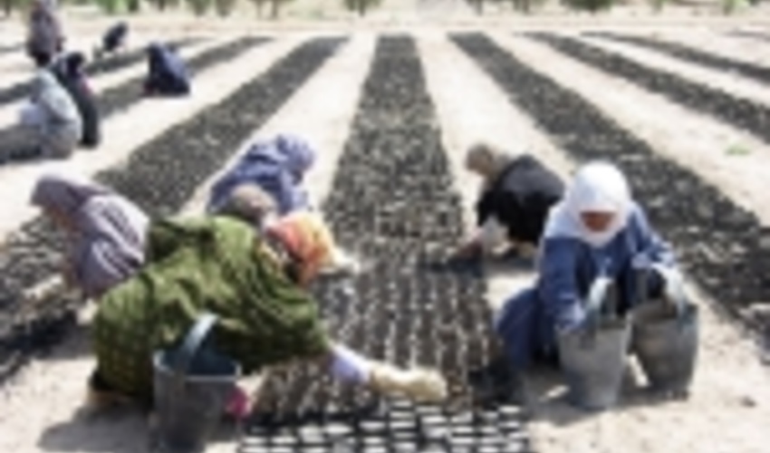 اجرای ۶۸هزار هکتار جنگلکاری با بذر ونهال در کشور