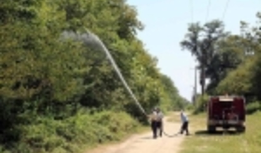 تشکیل کارگروه نجات شمشاد در گیلان