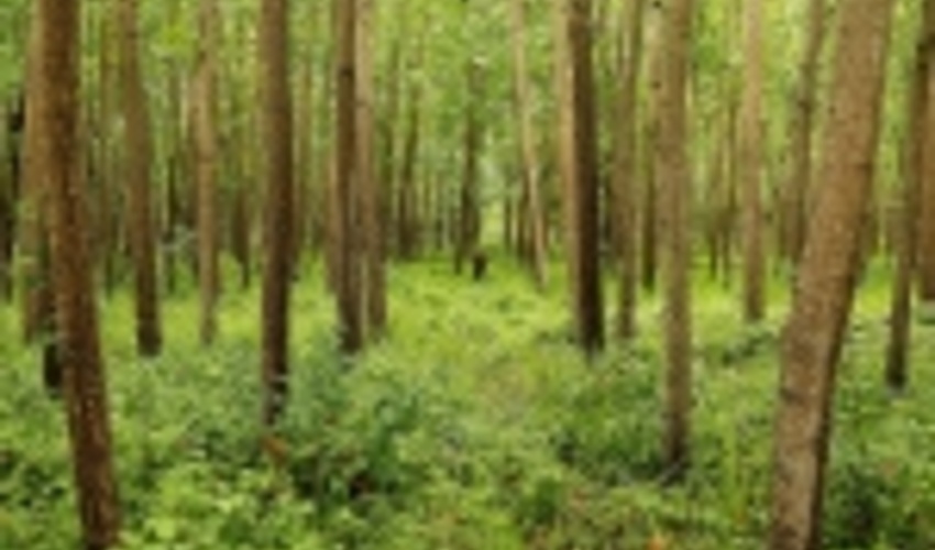 نوشهر/زراعت چوب باعث ايجاد فرصت هاي شغلي مي شود 