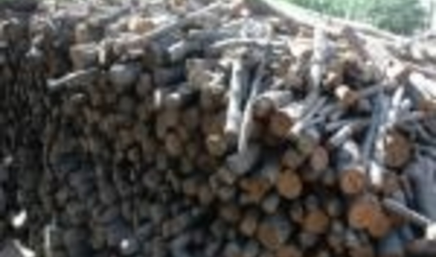 ۳۳۵ تن چوب قاچاق در اصفهان کشف شد