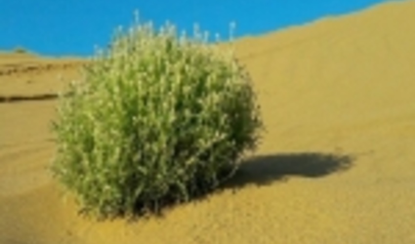 عملیات بیابان‌زدایی در مناطق بحرانی داورزن انجام شد