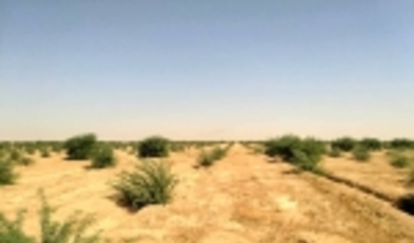  اختصاص 135 میلیارد تومان برای اجرای طرح‌های بیابان‌زدایی در سال 99  