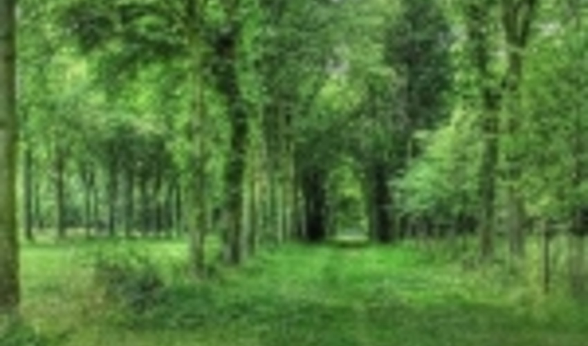 گلستان/طرح کاداستر در حدود ۳۰ هزار هکتار از جنگل های هیرکانی اجرا شد