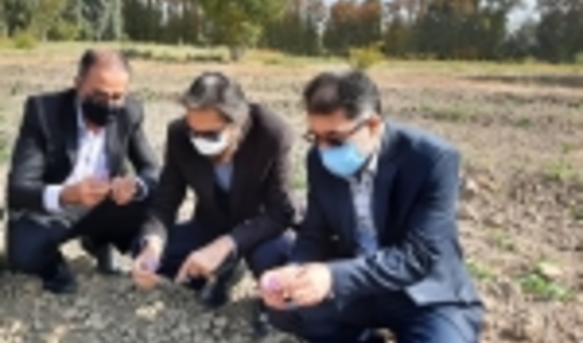 برداشت اولین گل زعفران در نهالستان بزرگ کرج 