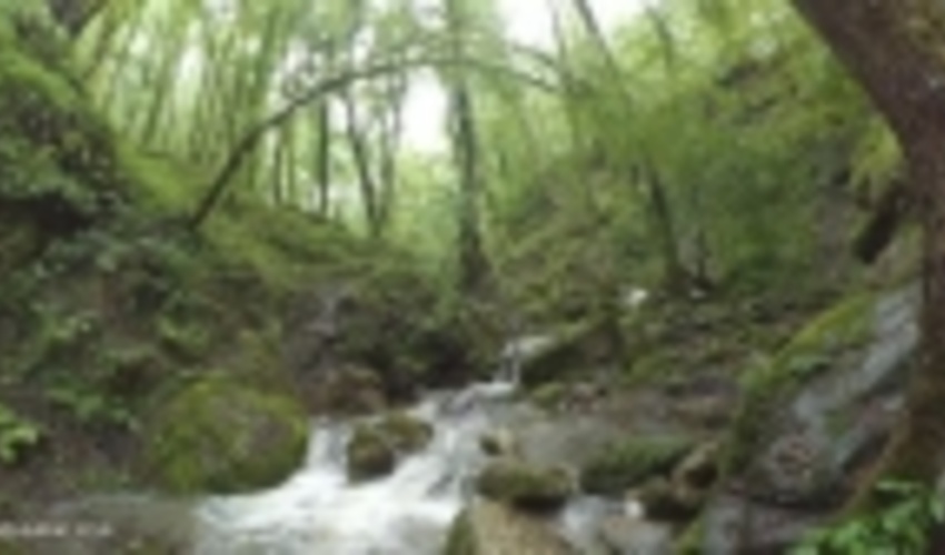 نوشهر/اجرای طرح گردشگری در جنگل تیلاکنار عباس‌آباد منتفی شد