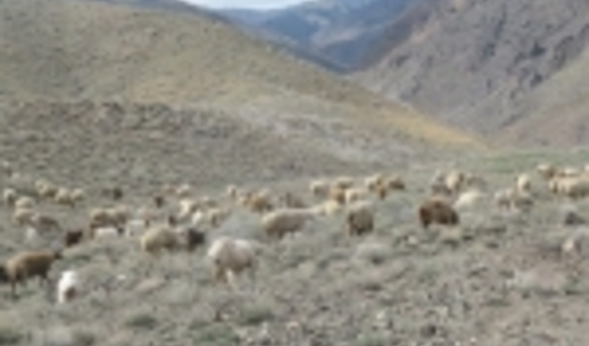 ۴۵۰ هزار هکتار مراتع خراسان جنوبی آزادسازی شد