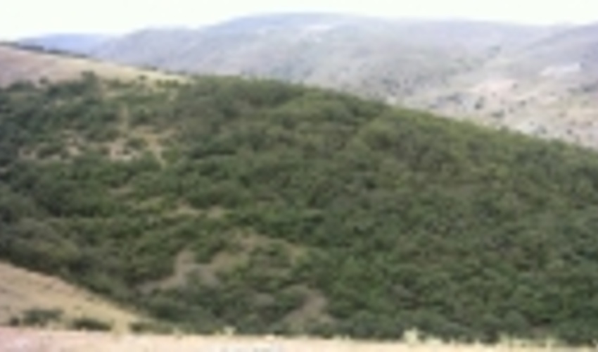 شناسایی 19 ذخیره‌گاه جنگلی در چهارمحال و بختیاری