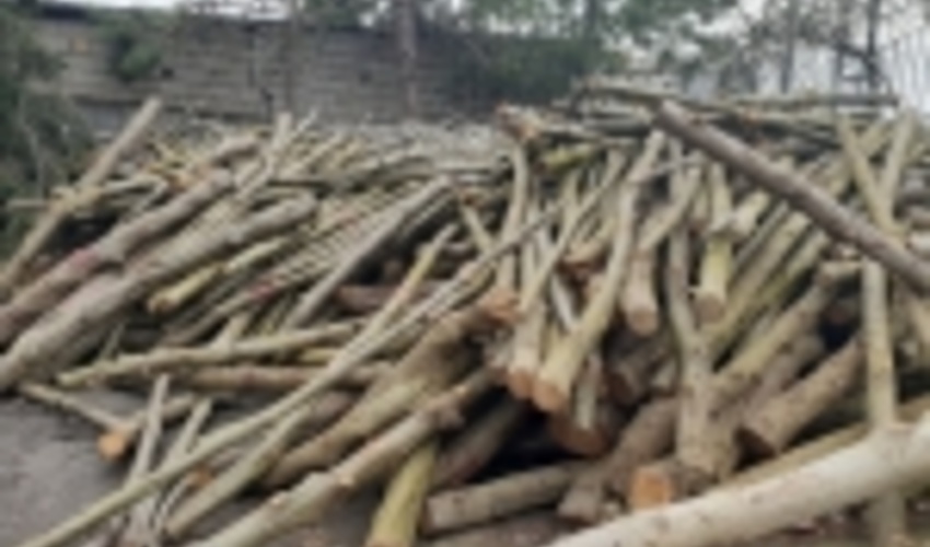 کشف بیش از یک تُن چوب قاچاق در کهنوج 