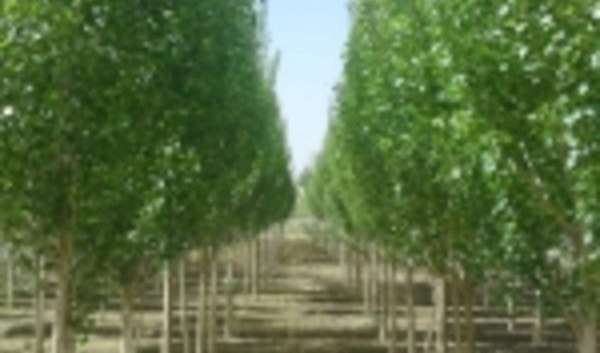 البرز/زراعت چوب گامی موثر در جهت تأمین چوب مورد نیاز کشور